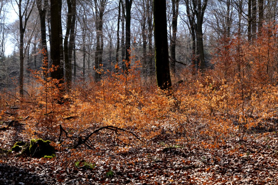 View from Haderweg Taunus 2020-03-25 27