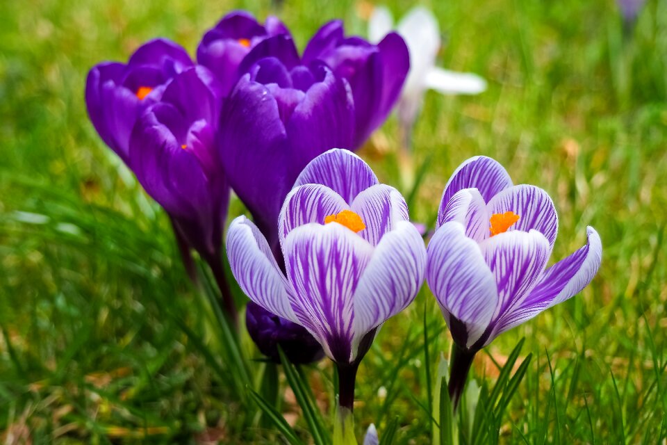 Spring flower blossom bloom