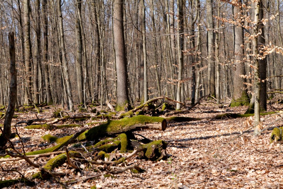 View from Limes trail Taunus Wehrheim 2021-04-02 05