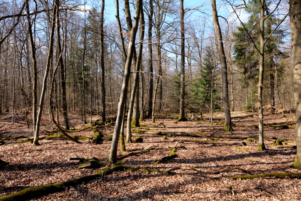 View from Limes trail Taunus Wehrheim 2021-04-02 03