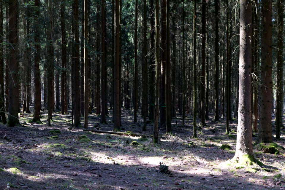 View from Limes trail Taunus Wehrheim 2021-04-02 08