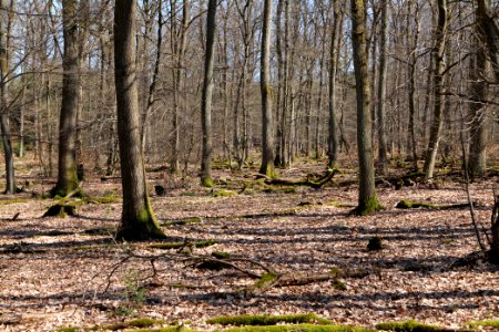 View from Limes trail Taunus Wehrheim 2021-04-02 14