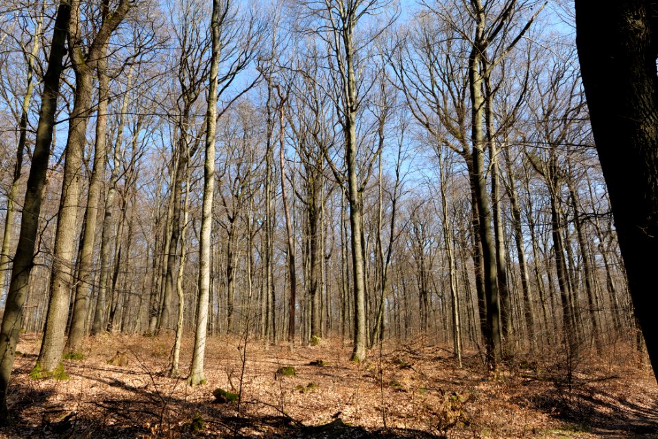 View from Haderweg Taunus 2020-03-25 05