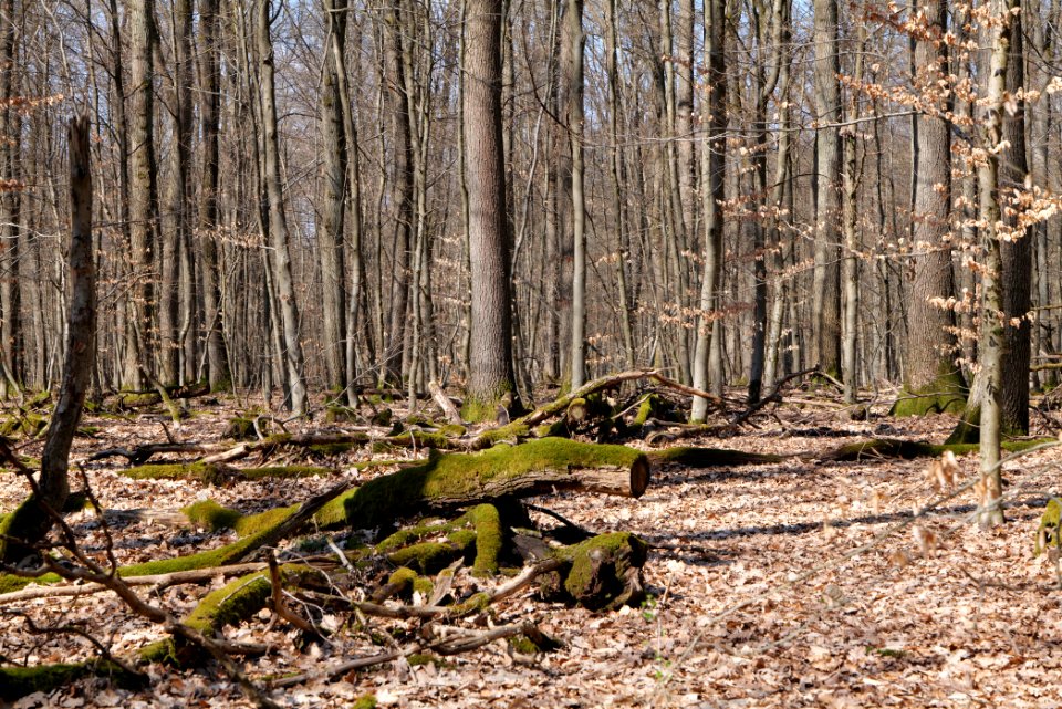 View from Limes trail Taunus Wehrheim 2021-04-02 06