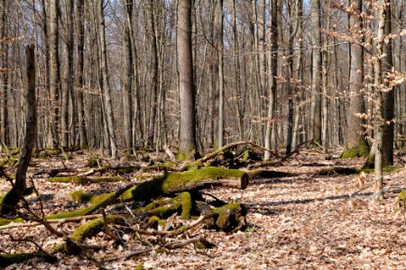View from Limes trail Taunus Wehrheim 2021-04-02 06