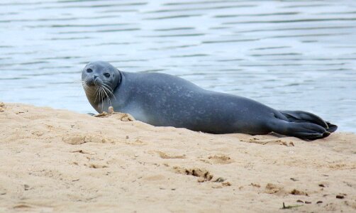 Sand ocean mammal