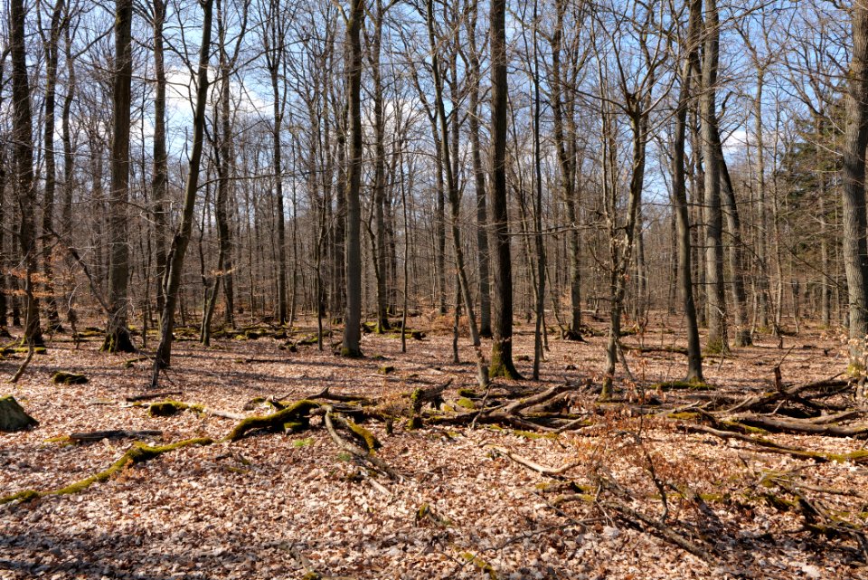 View from Limes trail Taunus Wehrheim 2021-04-02 01