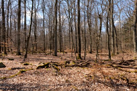 View from Limes trail Taunus Wehrheim 2021-04-02 01