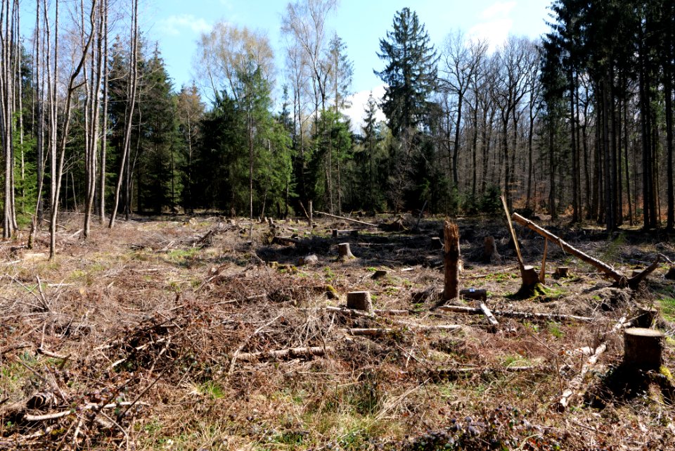 View from Limes trail Taunus Wehrheim 2021-04-02 10