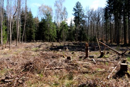 View from Limes trail Taunus Wehrheim 2021-04-02 10