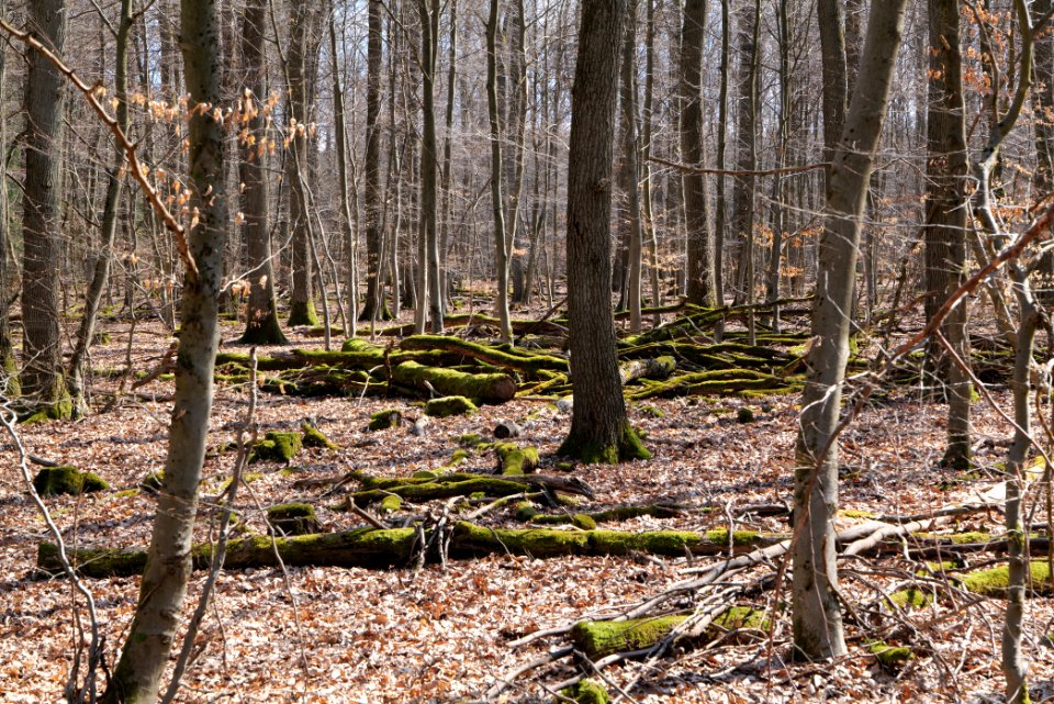 View from Limes trail Taunus Wehrheim 2021-04-02 04