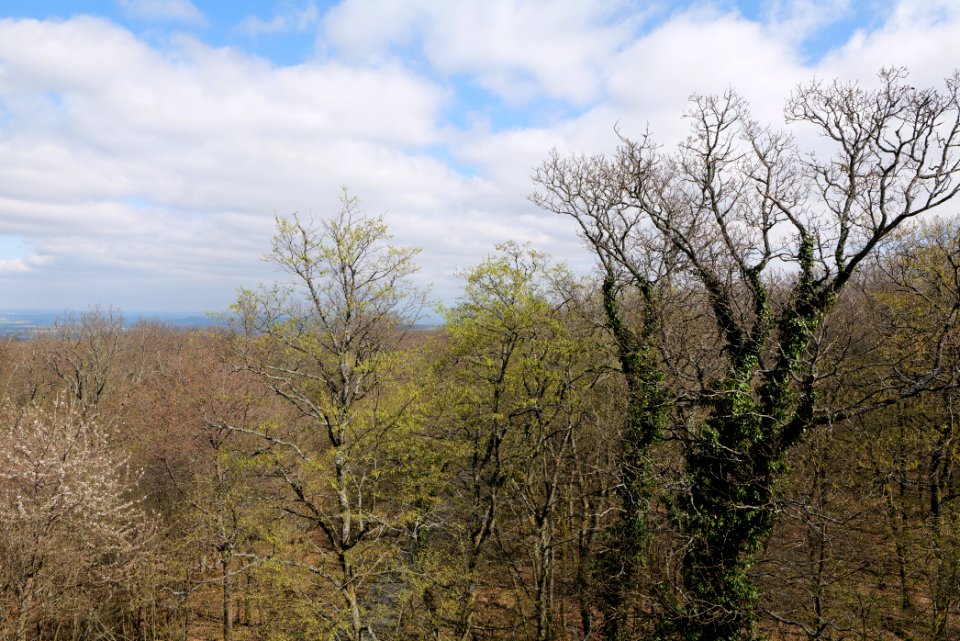 View from Gaulskopf tower Taunus 2021-04-02 02