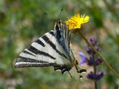 Pollen dandelion papilio machaon