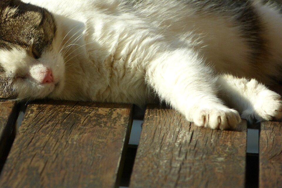 Pet cat sleep photo