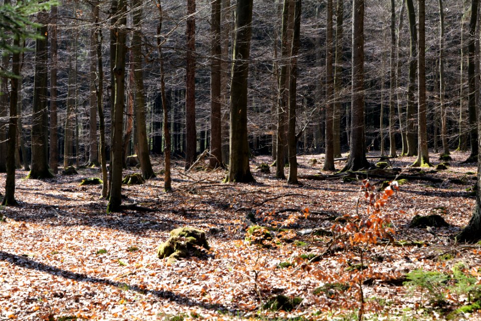 View from Haderweg Taunus 2020-03-25 32