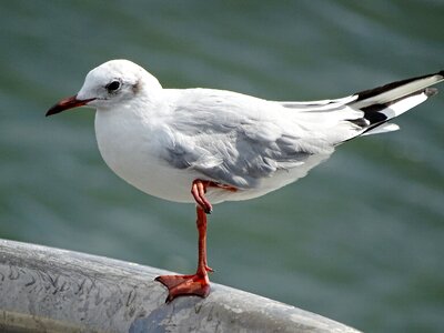 Lake bird water bird
