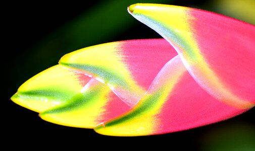 Blossom bloom tropical