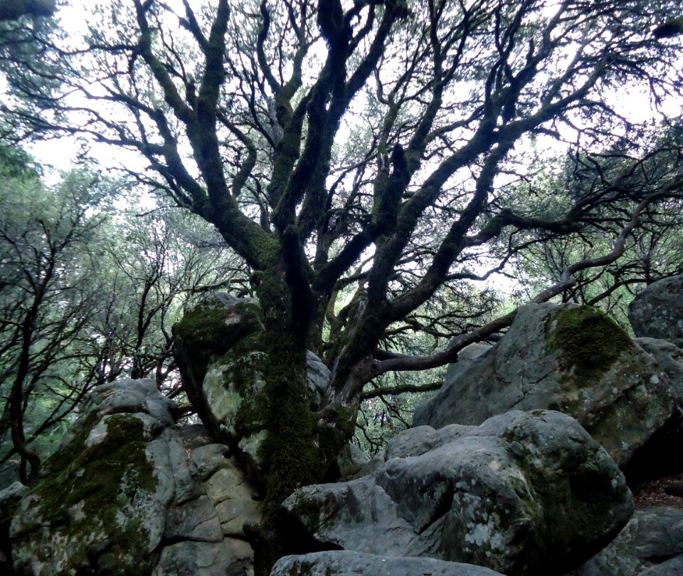 View of tree at Castle Rock State Park in California