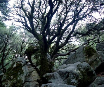View of tree at Castle Rock State Park in California photo