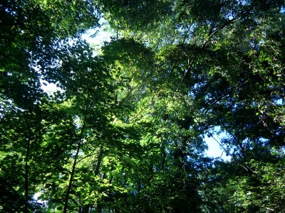 View upward of trees and leaves in park in Cranford New Jersey