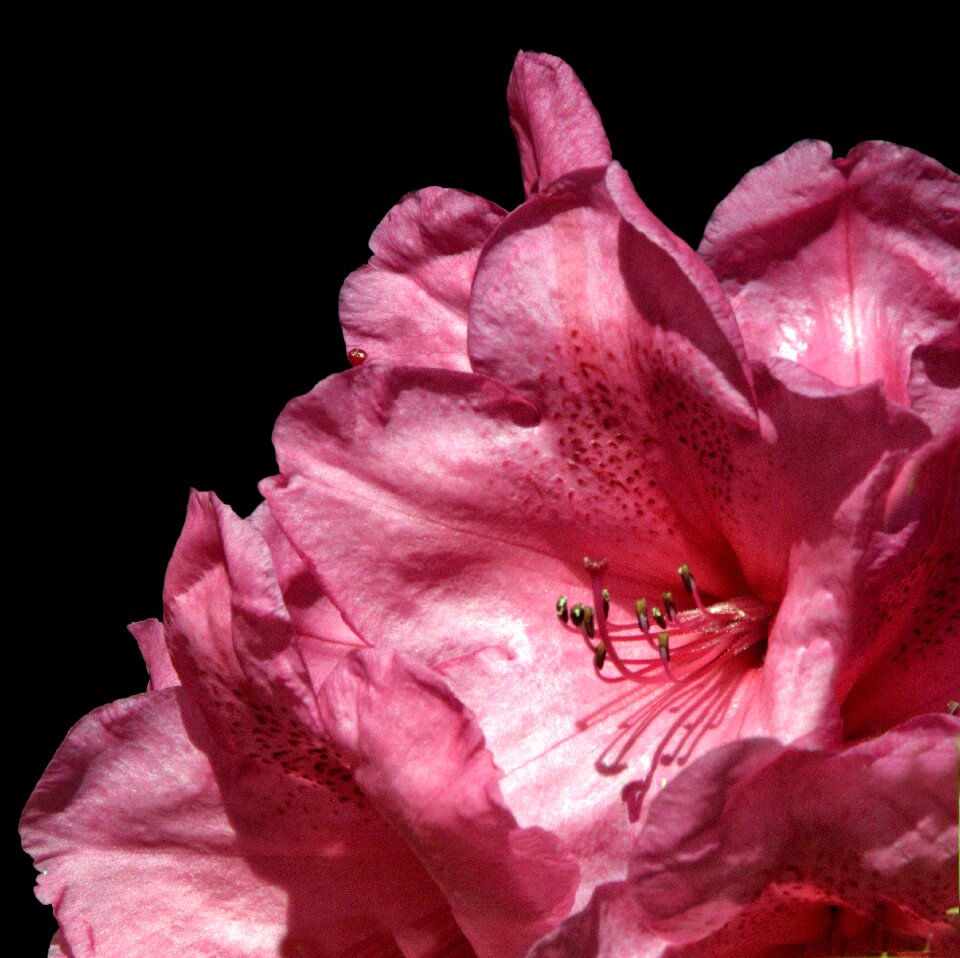 Macro petals nature