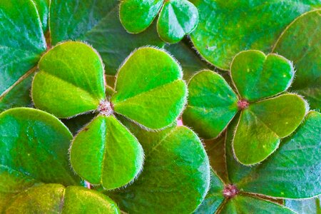 St paddy's day irish leaf