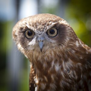 Close-up owl wildlife photo