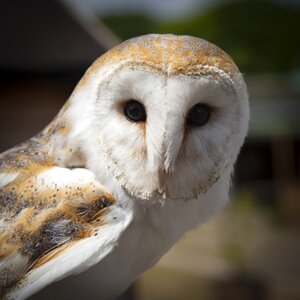 Close-up macro owl photo