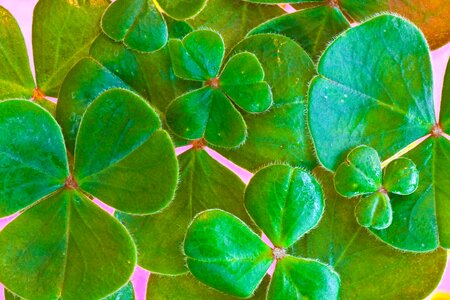 St paddy's day irish leaf