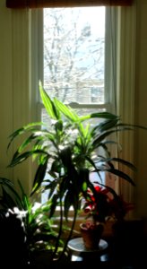 View of plants in window with snow outside and blinds photo