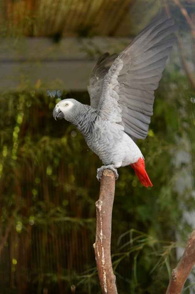 Zoo grey exotic photo