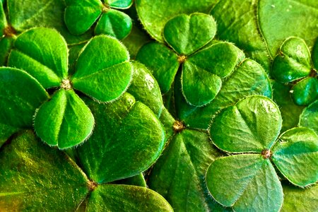 St paddy's day irish leaf photo