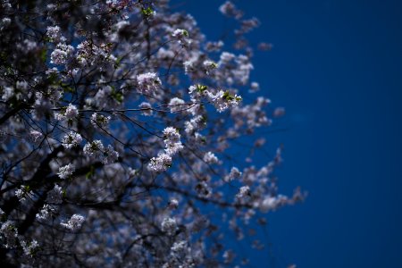 Views in April 2019 around the Buddhist temple Sensō-ji in Asakusa, Tokyo, Japan 09