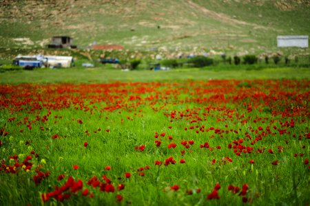Views in and around Sardashte Camp for Ezidi IDPs, atop Shingal Mountain 04