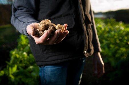 Hands harvest harvester