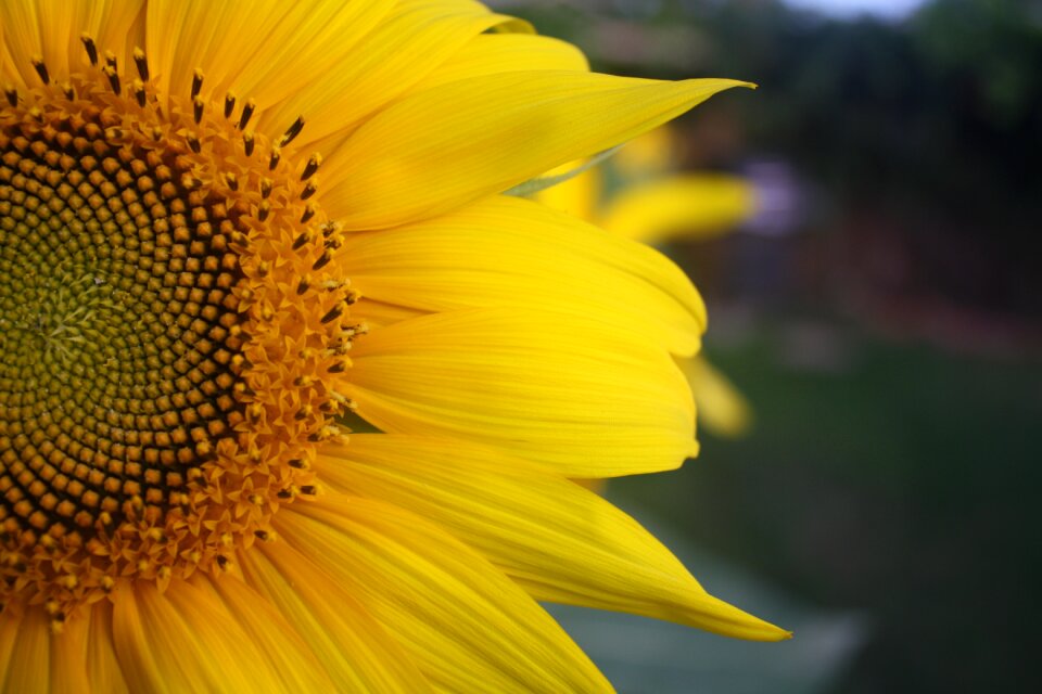 Summer plant natural