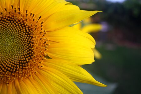 Summer plant natural photo