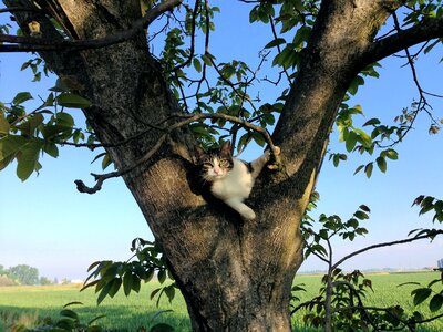 Campaign climbing feline