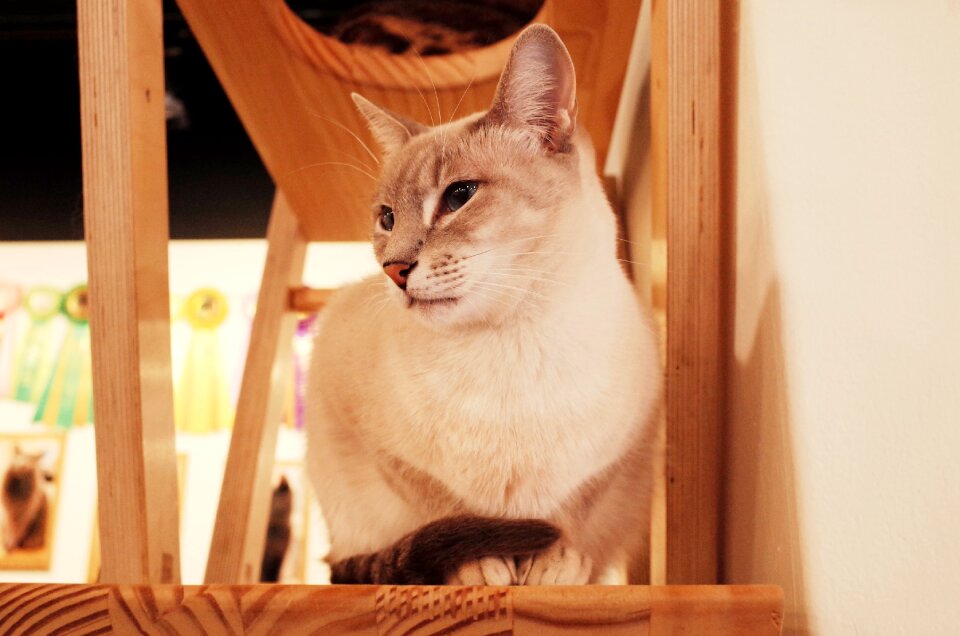 Animal pets cute animals
