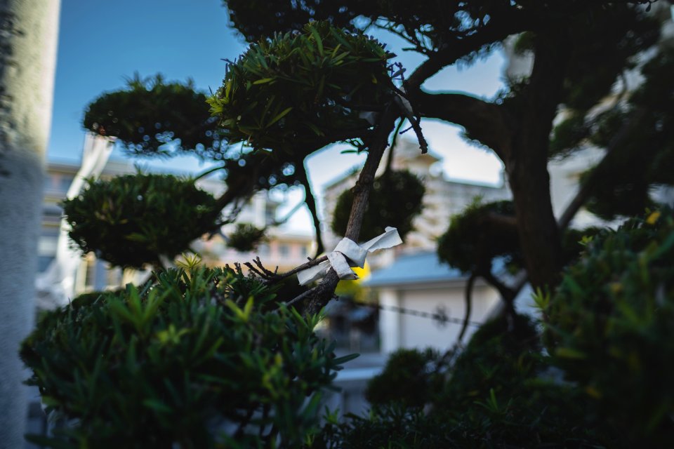 Views in April of 2019 at the Shinto shrine Minami-Senju Wakamiya Hachiman-gu 15