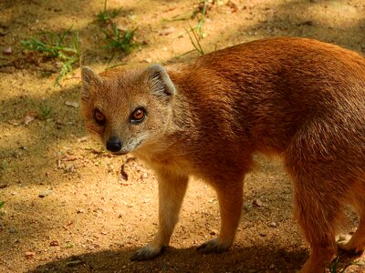 Mongoose cynictis penicillata african beast