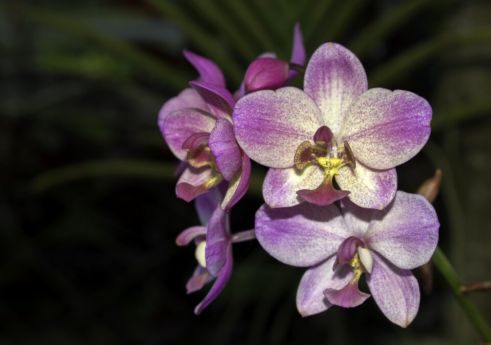 Natural petal nature