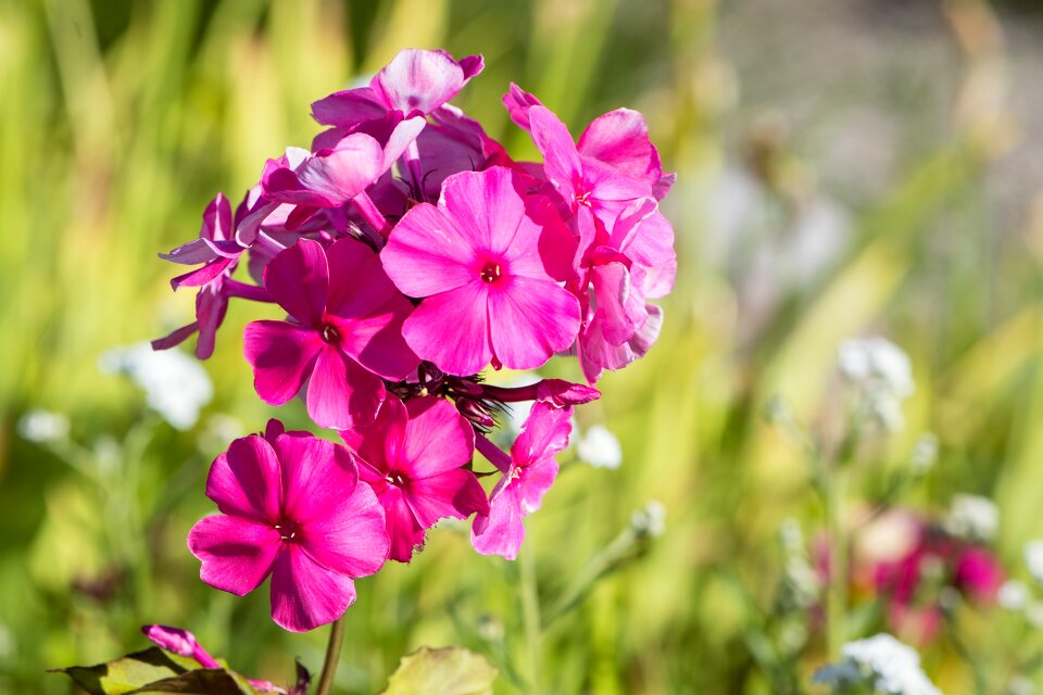 Flowers flower garden