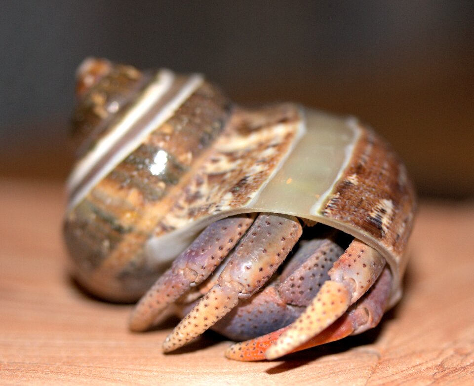 Crab hermit crab crustacean