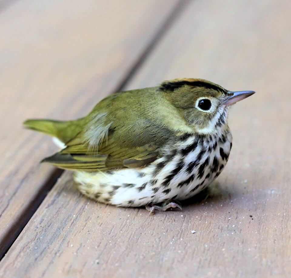 Perch spotted green