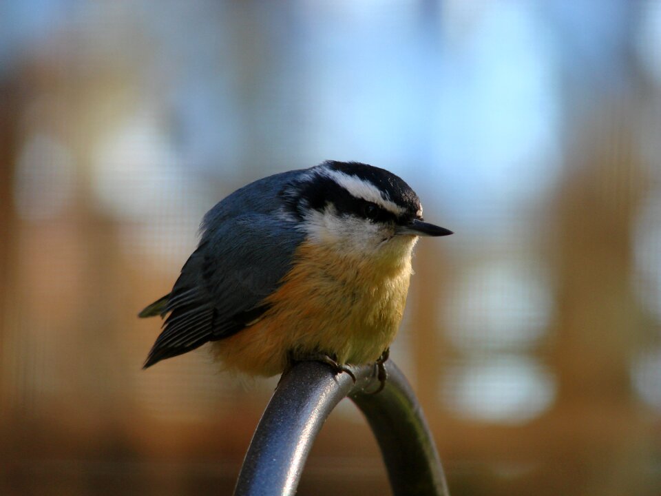 Red-breasted nuthatch birding