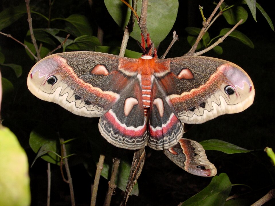 Mating wildlife nature
