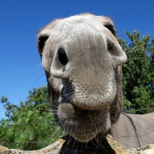 Close up animal pet