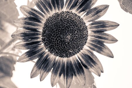 Bloom black and white monochrome