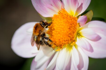 Bloom macro insect